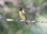 possible Yellow-bellied Flycatcher