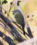 Blue-headed Vireo