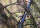 Blue-headed Vireo