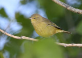 Orange-crowned Warbler