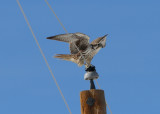 Prairie Falcon