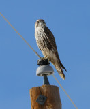 Prairie Falcon