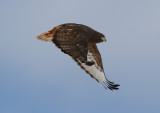 Red-tailed Hawk (dark form)