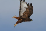 Red-tailed Hawk (dark form)