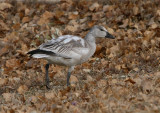 Snow Goose (juv, white form)