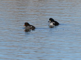 Barrow's Goldeneye