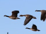 Greater White-fronted Goose