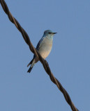 Mountain Bluebird