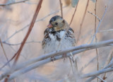 Harris's Sparrow