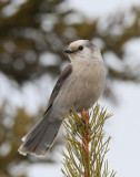 Gray Jay