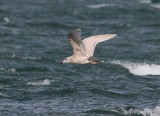 Iceland Gull (ostensible)