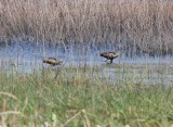 Limpkin