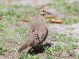 Mourning Dove