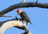 Red-bellied Woodpecker