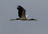 Wood Stork