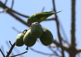 Yellow-chevroned Parakeet