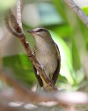 Black-whiskered Vireo