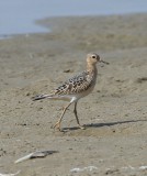 Buff-breasted Sandpiper