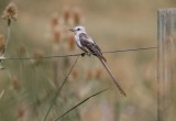 Scissor-tailed Flycatcher