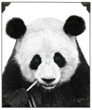 Panda Inspiration