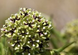 Antelope Horns ~ Milkweed