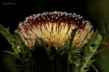 Thistle
