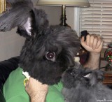 Rabbit wanna-be