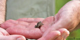 A frog in hand is worth....