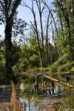 Brandywine River flood plain