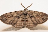 Male Moth
