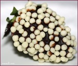 Chocolate covered strawberry