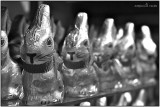 Choccie Bunnies