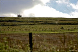 The lone tree