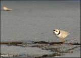 Piping Plover