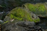Shorebird