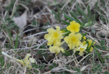 DSC_2175b.JPG