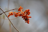 DSC_0931b.JPG