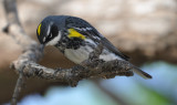 DSC_1275b.JPG
