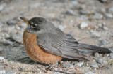 DSC_1952b.JPG