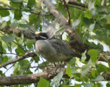 DSC_1978b.JPG