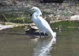 DSC_2112b.JPG