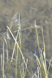 DSC_0036b.JPG