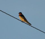 DSC_0326b.JPG
