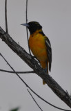 DSC_0773b.JPG