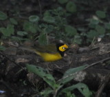 DSC_2569b.JPG