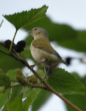 DSC_2576b.JPG