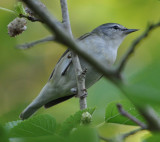 DSC_2621b.JPG
