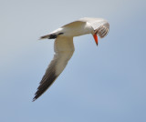 DSC_2939b.JPG