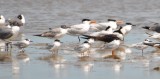 DSC_3020b.JPG