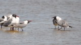 DSC_0020b.JPG